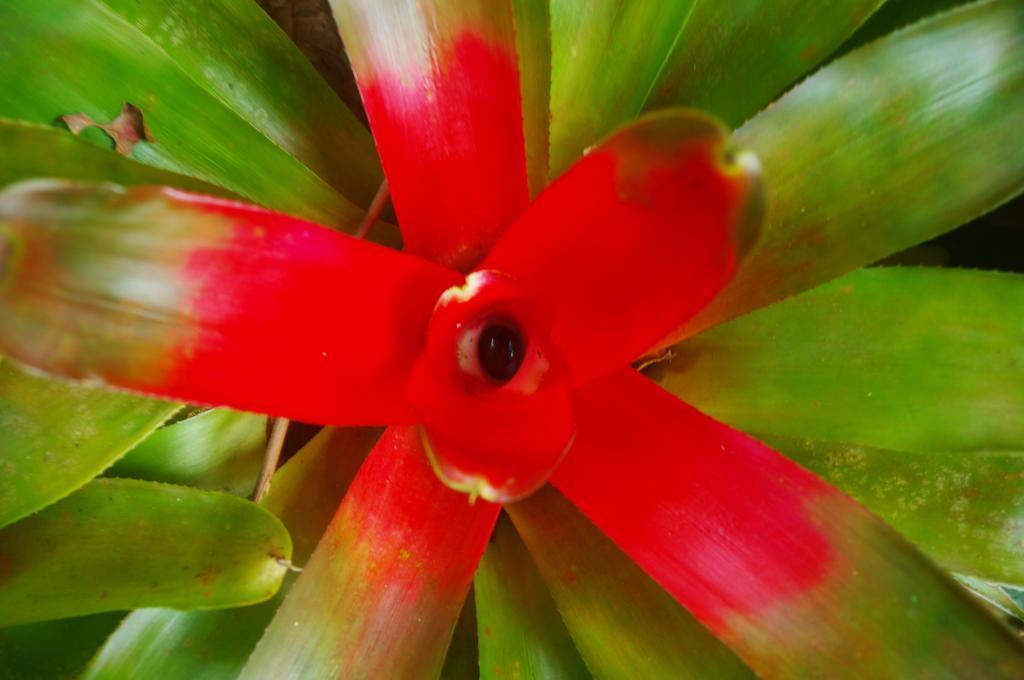 Heritage Lodge In The Daintree Cape Tribulation Buitenkant foto
